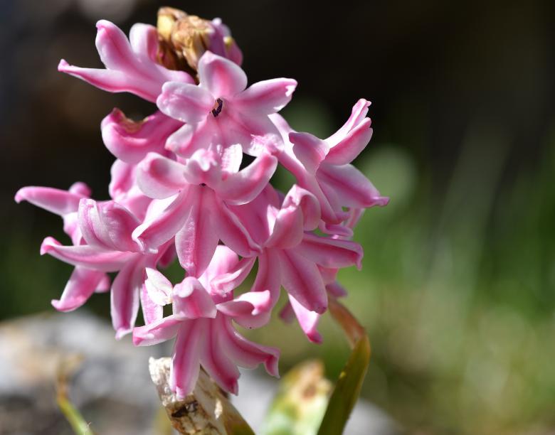 Free stock image of Pink Hyacinth created by Pixabay