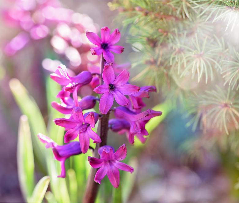 Free stock image of Blooming created by Pixabay