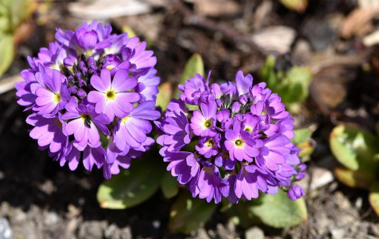 Free stock image of Primrose created by Pixabay