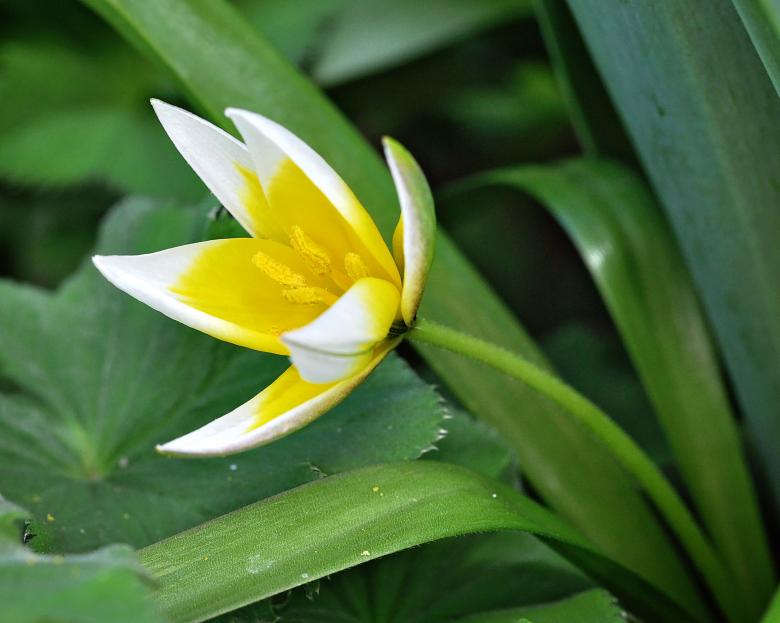 Free stock image of Garden created by Pixabay