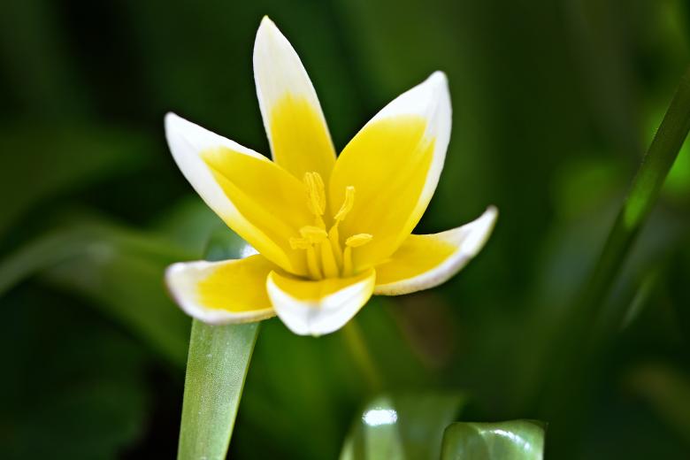Free stock image of Star Tulip created by Pixabay