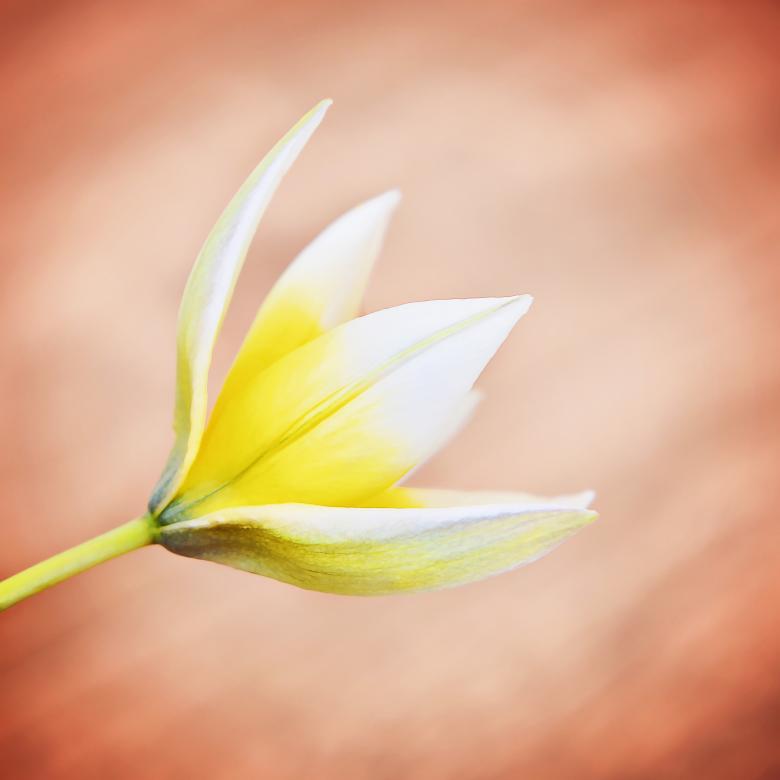 Free stock image of Fresh created by Pixabay