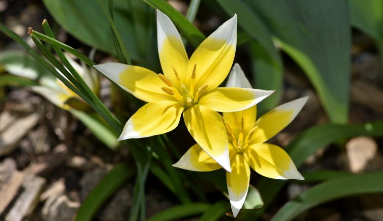 Free stock image of Star Tulip created by Pixabay