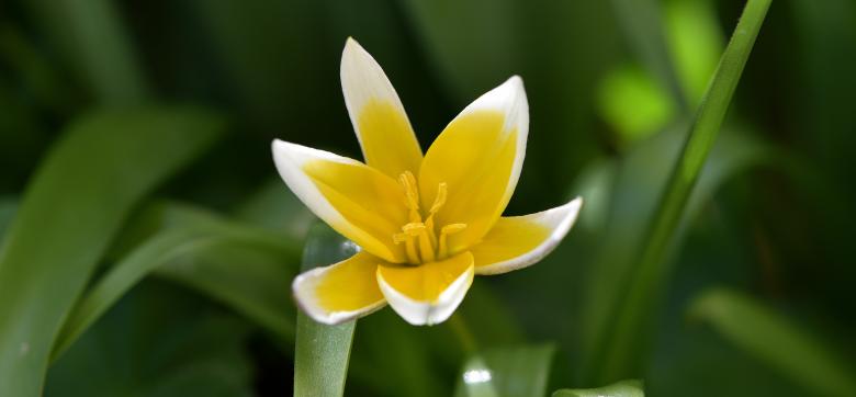 Free stock image of Tulip created by Pixabay