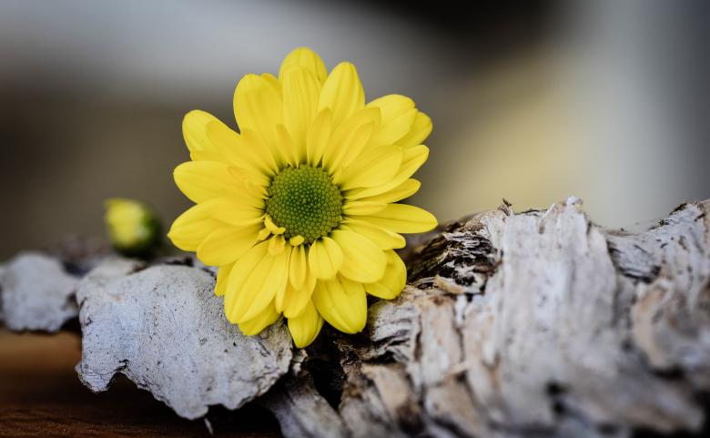 Free stock image of Tree Daisy created by Pixabay