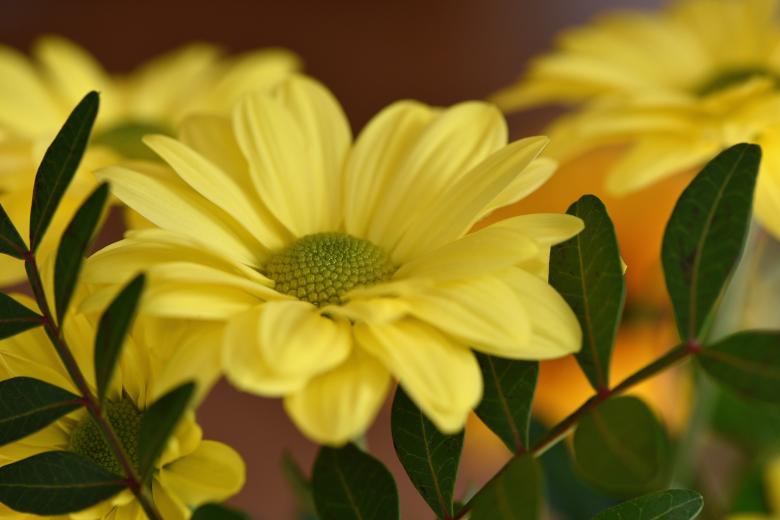 Free stock image of Daisy created by Pixabay