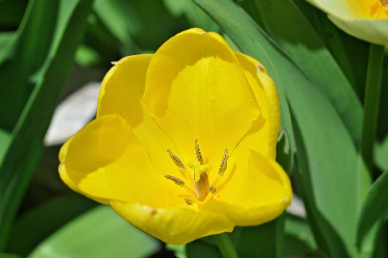 Free stock image of Blooming created by Pixabay