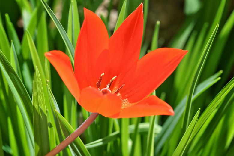 Free stock image of Garden created by Pixabay