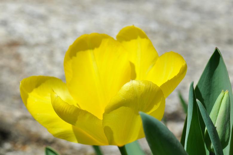 Free stock image of Flower created by Pixabay