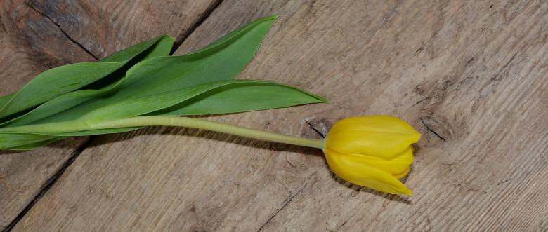 Free stock image of Tulip created by Pixabay
