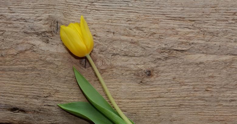 Free stock image of Flower created by Pixabay