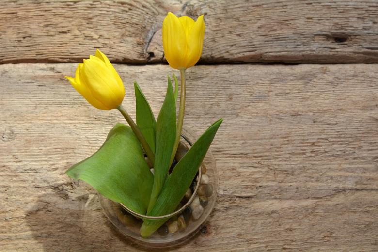 Free stock image of Tulips created by Pixabay