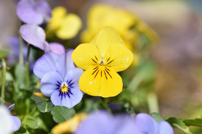 Free stock image of Blooming created by Pixabay