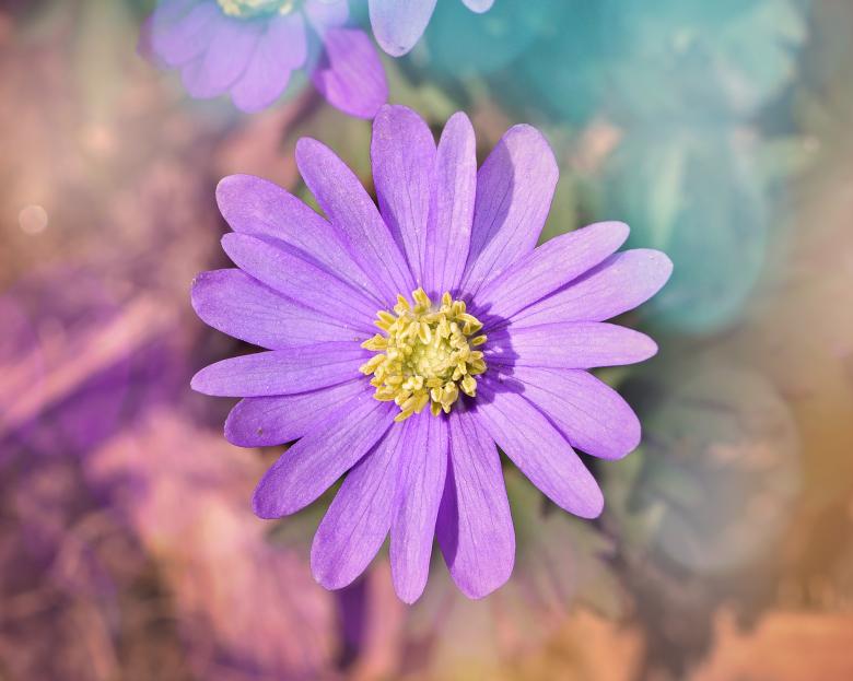 Free stock image of Nature created by Pixabay