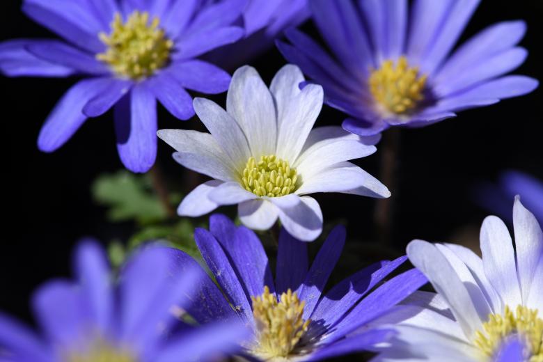 Free stock image of Flower created by Pixabay
