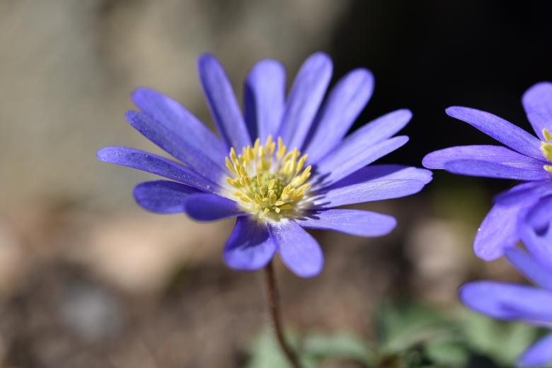 Free stock image of Flower created by Pixabay