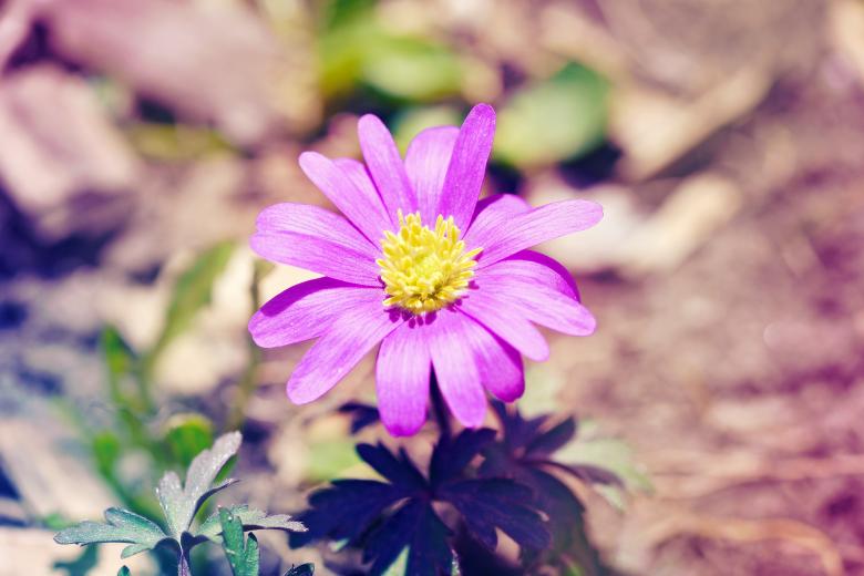 Free stock image of Flower created by Pixabay