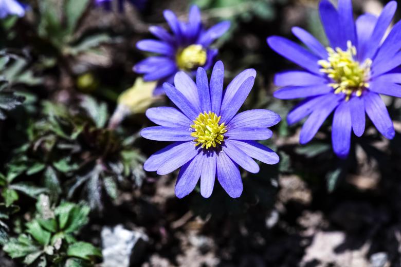 Free stock image of Nature created by Pixabay