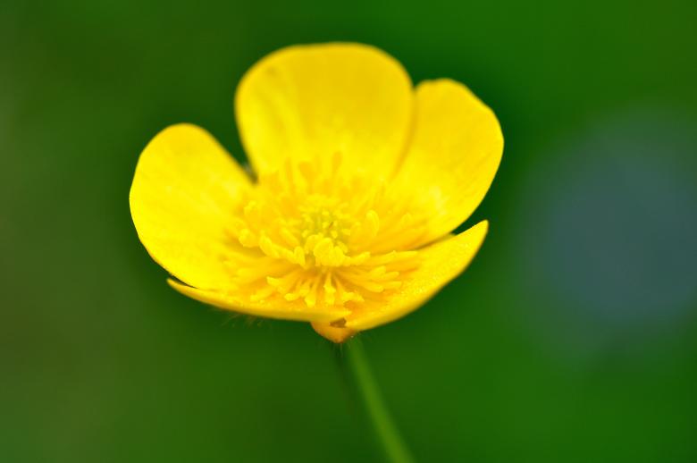 Free stock image of Yellow Flower created by Pixabay