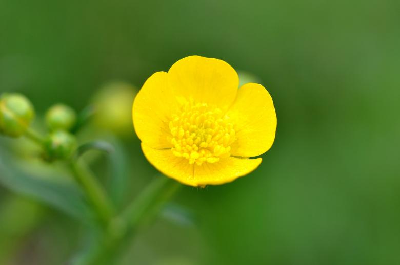 Free stock image of Flower created by Pixabay
