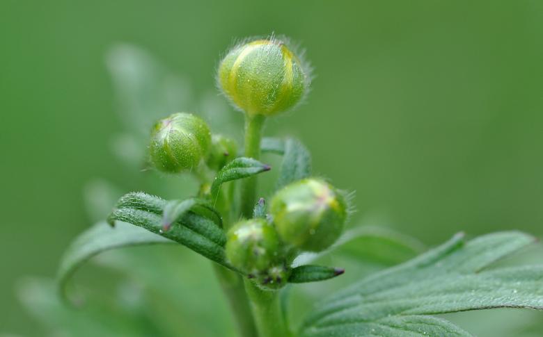 Free stock image of Buttercup created by Pixabay