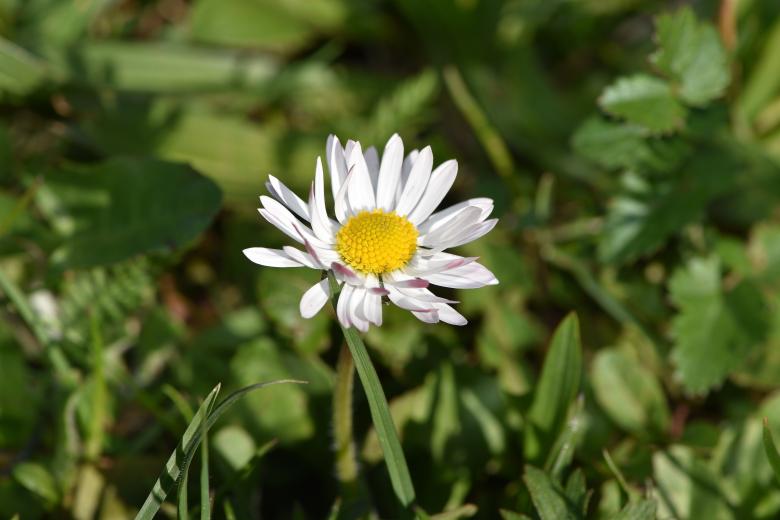Free stock image of Nature created by Pixabay