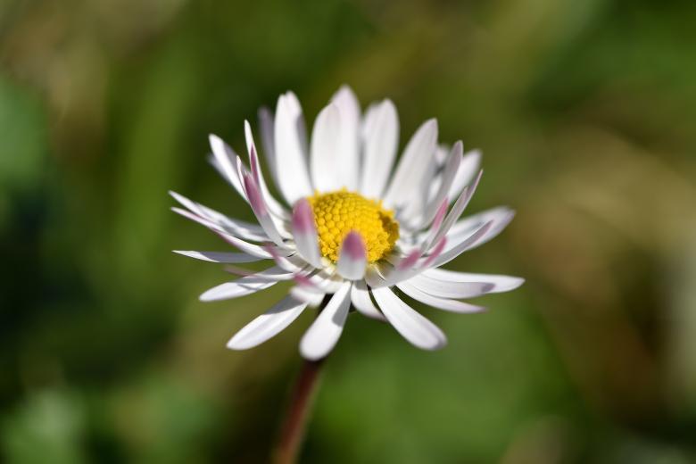 Free stock image of Blooming created by Pixabay