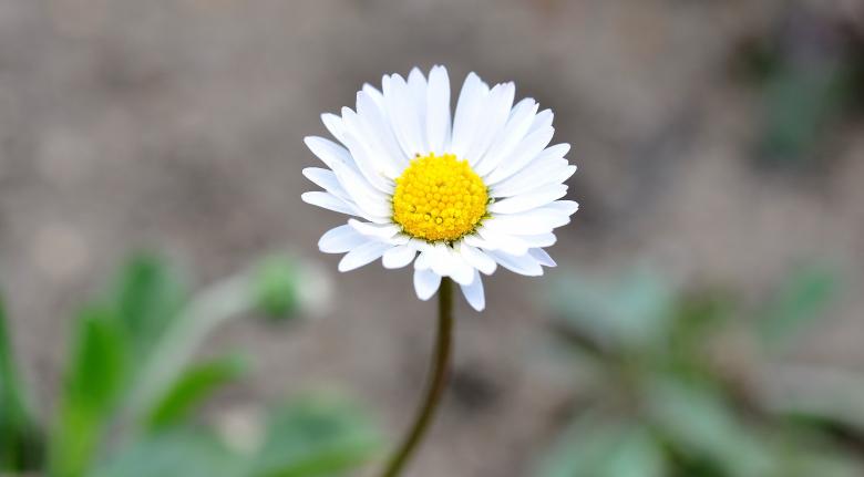 Free stock image of Nature created by Pixabay