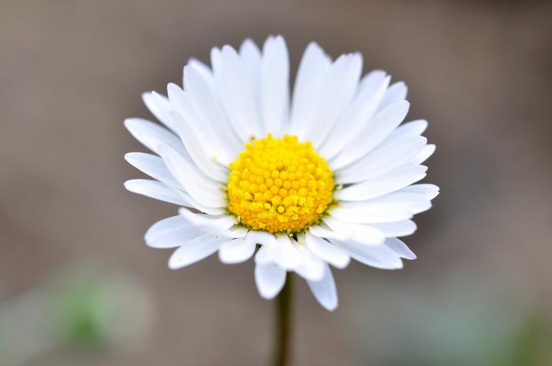 Free stock image of Flower created by Pixabay