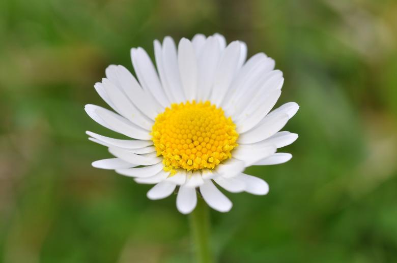 Free stock image of White Flower created by Pixabay