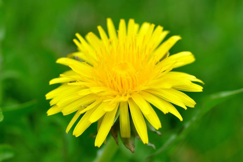 Free stock image of Flower created by Pixabay