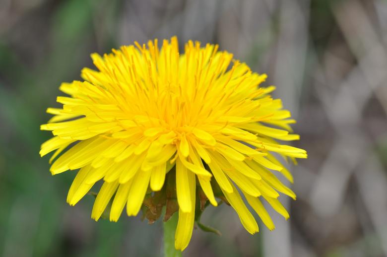 Free stock image of Yellow Flower created by Pixabay