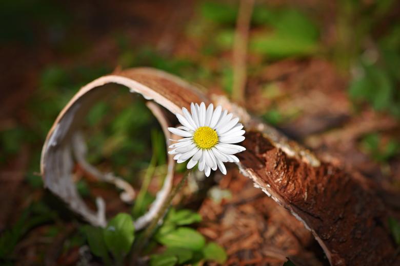 Free stock image of White Flower created by Pixabay