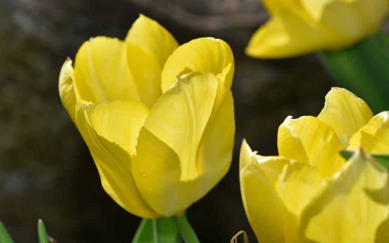 Free stock image of Tulip created by Pixabay