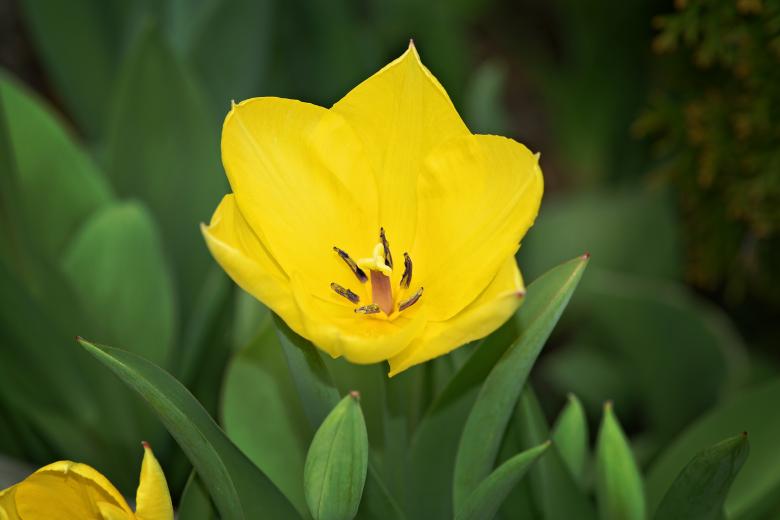 Free stock image of Flower created by Pixabay