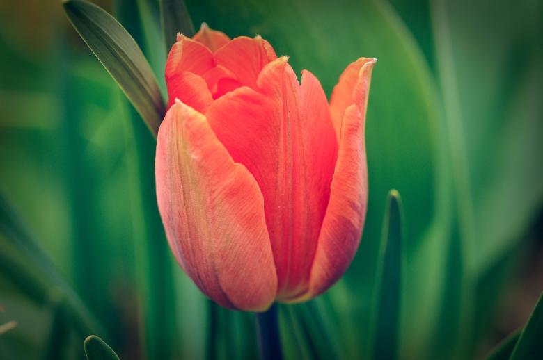 Free stock image of Tulip created by Pixabay