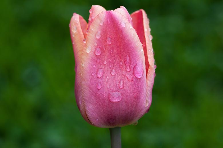 Free stock image of Tulip created by Pixabay