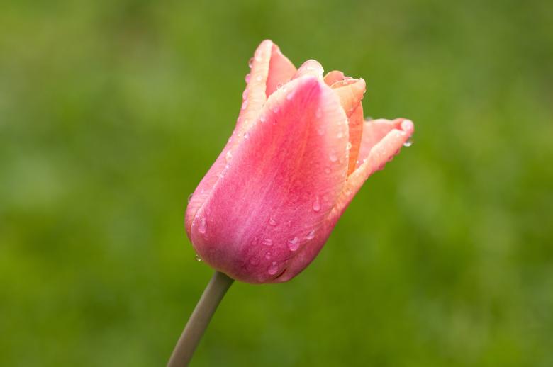 Free stock image of Pink Tulip created by Pixabay