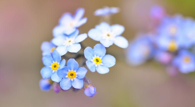 Free stock image of Blooming created by Pixabay