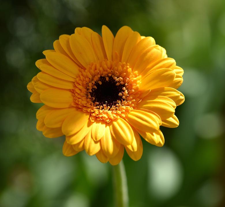 Free stock image of Flower created by Pixabay