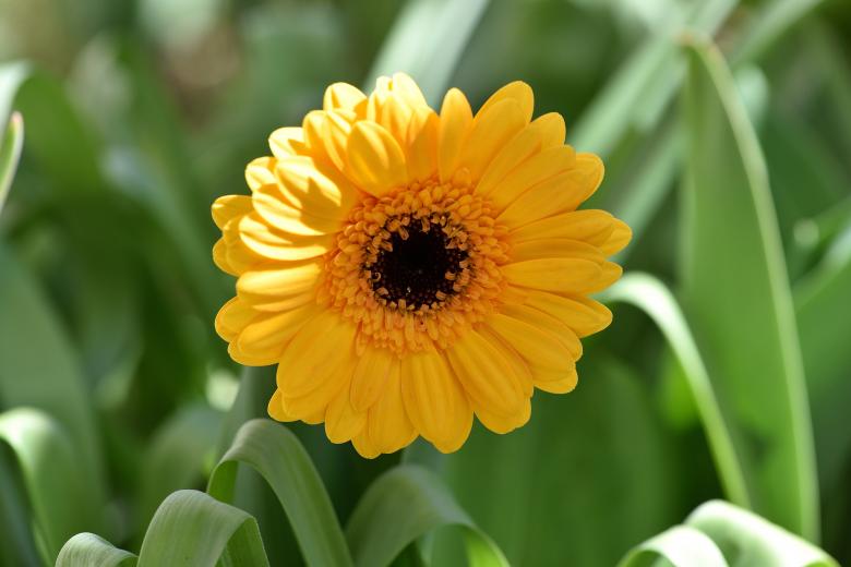 Free stock image of Flower created by Pixabay
