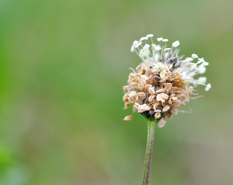 Free stock image of Flower created by Pixabay
