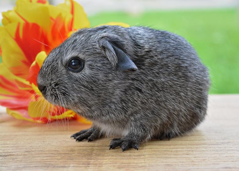 Free stock image of Gray Guinea Pig created by Pixabay