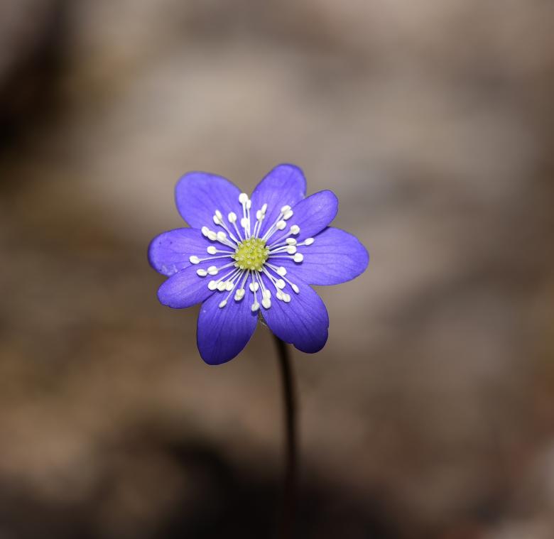 Free stock image of Blue Flower created by Pixabay