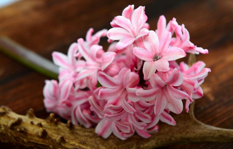 Free stock image of Hyacinth created by Pixabay