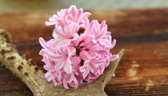 Hyacinth - Free Stock Photo