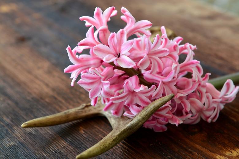 Free stock image of Pink Flowers created by Pixabay