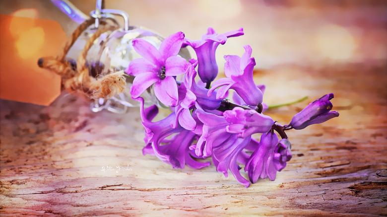 Free stock image of Nature created by Pixabay