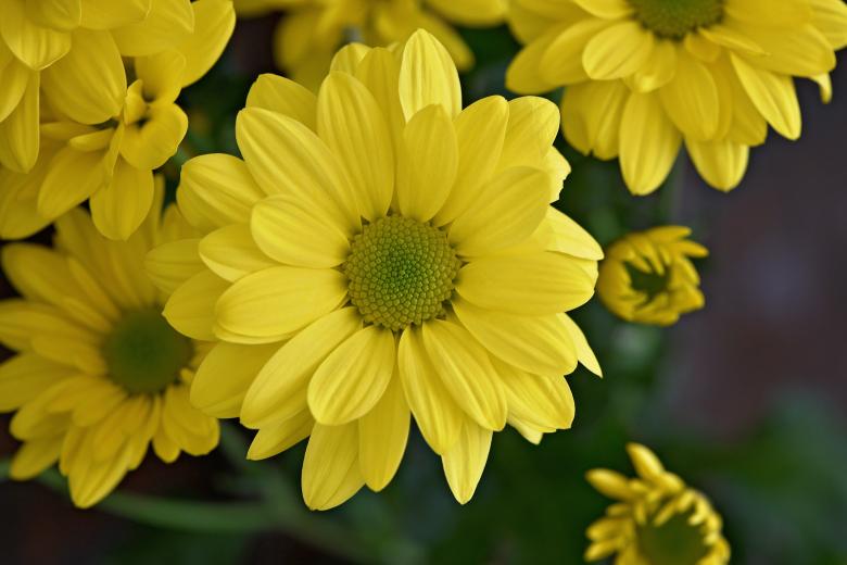 Free stock image of Flower created by Pixabay