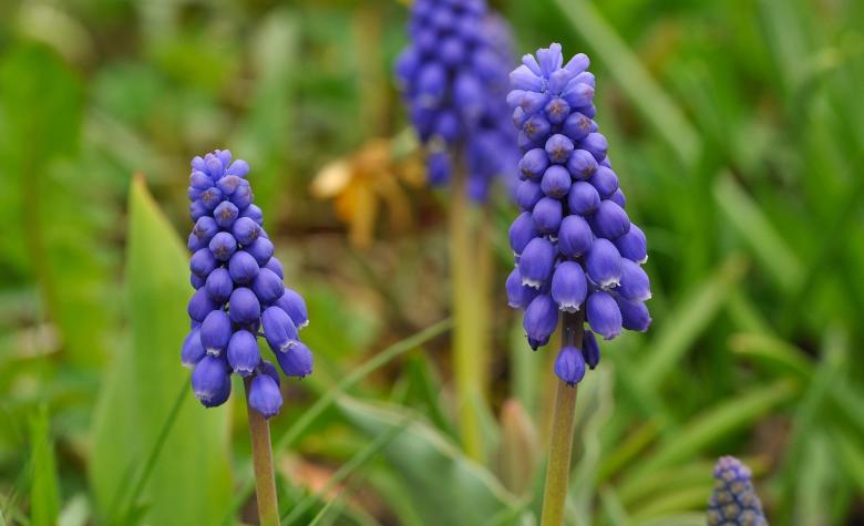 Free stock image of Flower created by Pixabay